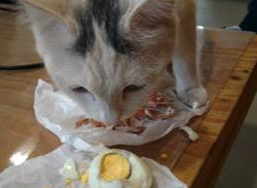 猫可以吃鸡蛋吗