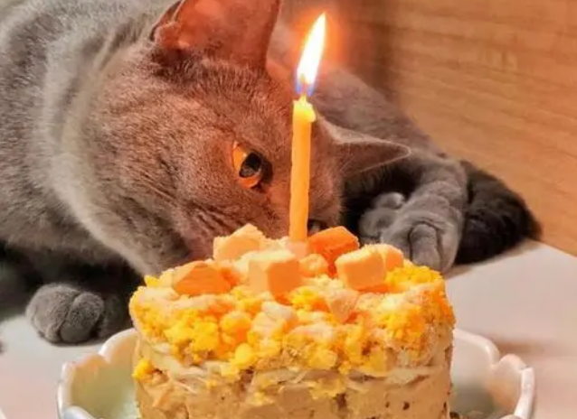 猫咪能吃蛋糕吗 猫咪能吃蛋糕吗