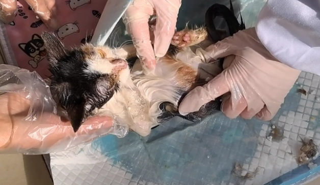 被老鼠粘粘住后的三花猫,获救后,性格大变 被老鼠粘粘住后的三花猫,获救后,性格大变
