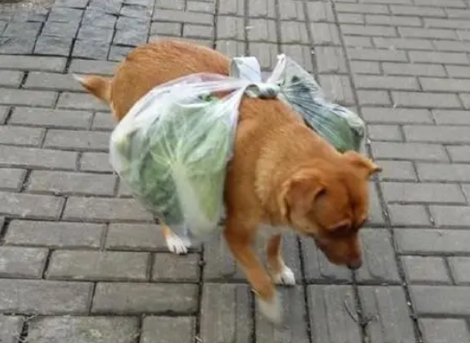 狗能吃饼干吗?主人要了解下 狗能吃饼干吗?主人要了解下