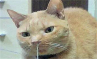 猫流鼻涕怎么办