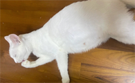 猫传腹能活多久