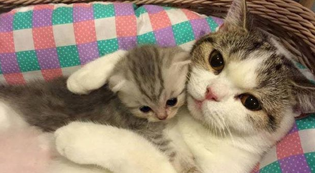 猫咪多久断奶 猫咪多久断奶