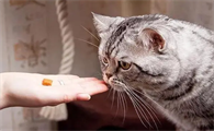 怎么给猫喂药