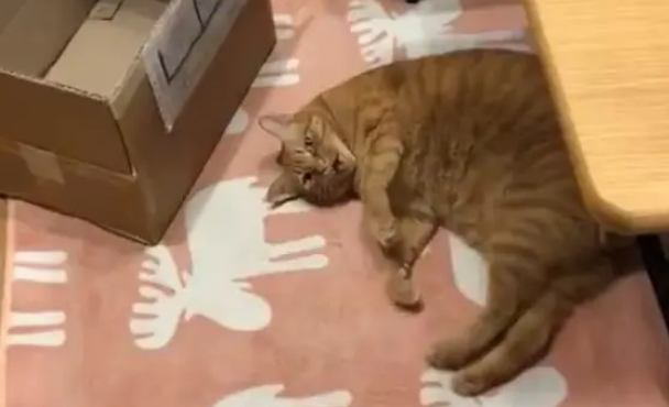 猫咪门口卖萌被无视，立刻冲到客厅碰瓷
