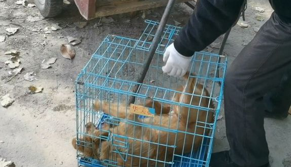 狗肉车上狗满是悲伤,小哥花200将它救下 狗肉车上狗满是悲伤,小哥花200将它救下