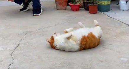 猫咪叼了只老鼠回家玩耍,结果给玩丢了 猫咪叼了只老鼠回家玩耍,结果给玩丢了