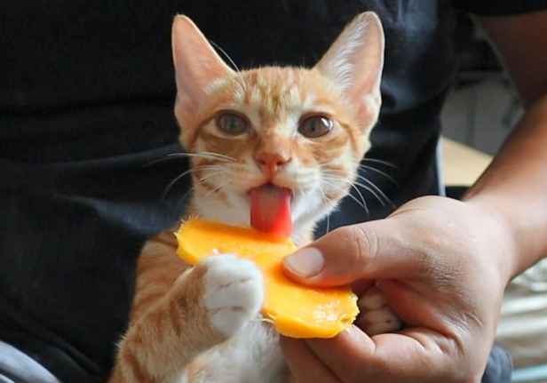 猫能吃芒果吗