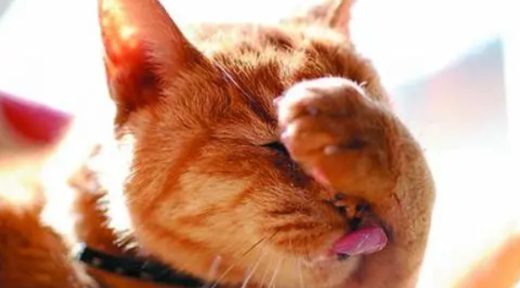 猫洗脸意味着什么意思