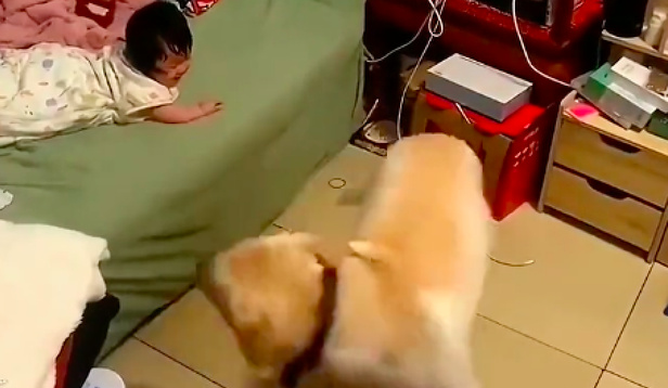 孩子醒来后发现妈妈不在,伤心时狗狗逗她笑 孩子醒来后发现妈妈不在,伤心时狗狗逗她笑