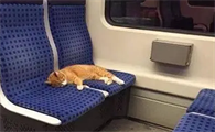 猫可以坐地铁吗