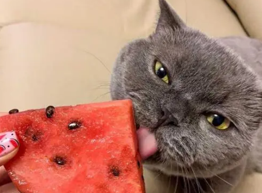 猫能吃西瓜吗