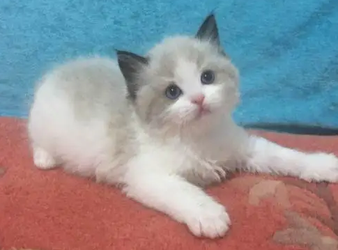 猫几个月成年