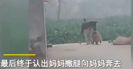 小奶狗被养一个月,狗妈妈突然出现瞬间破防 小奶狗被养一个月,狗妈妈突然出现瞬间破防