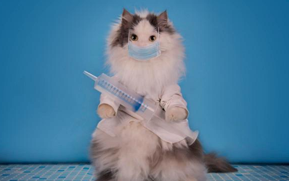 猫咪得新冠肺炎的症状