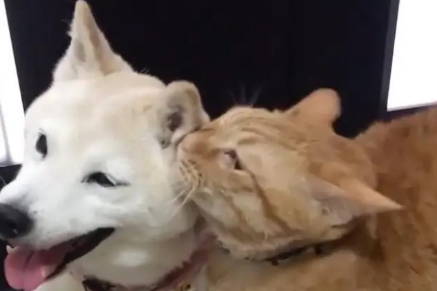遛狗回来受橘猫热情迎接,但它爱的是柴犬 遛狗回来受橘猫热情迎接,但它爱的是柴犬