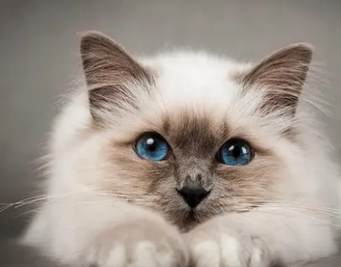 猫生完小猫不吃东西是怎么回事呀 猫生完小猫不吃东西是怎么回事呀