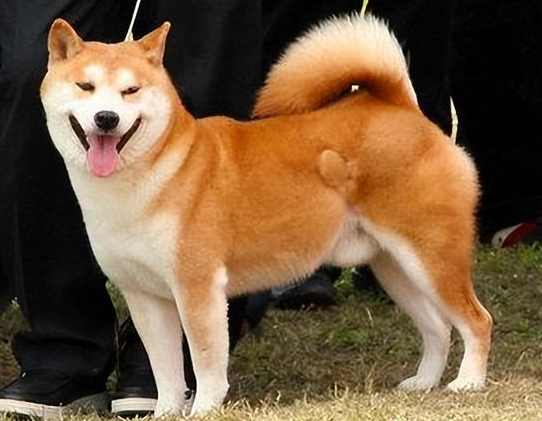 秋田犬好养吗 秋田犬好养吗