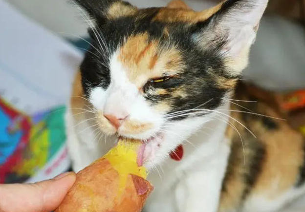 猫能吃地瓜吗