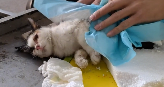 被老鼠粘粘住后的三花猫,获救后,性格大变 被老鼠粘粘住后的三花猫,获救后,性格大变