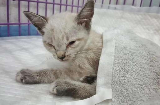 猫咪感染新冠病毒的症状 猫咪感染新冠病毒的症状