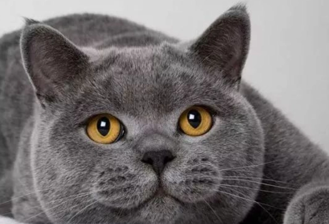 今日科普:为什么英短母猫更贵? 今日科普:为什么英短母猫更贵?