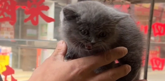 可爱小蓝猫流落街头后竟主动登门求助 可爱小蓝猫流落街头后竟主动登门求助
