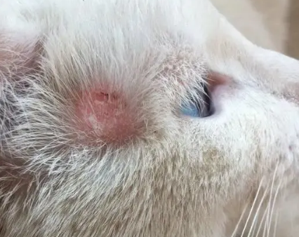 猫藓用什么药