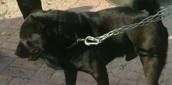 狗市里一只土狗要价6万5？大哥：这可是金钱尾的五黑公！