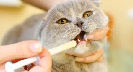 怎么给猫咪喂药