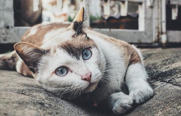 猫咪发情别慌乱,盖夫静心宝来支招 猫咪发情别慌乱,盖夫静心宝来支招