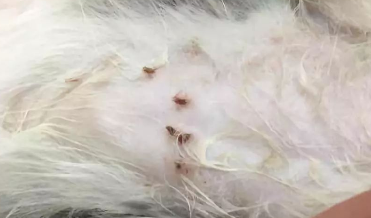 猫身上有什么寄生虫