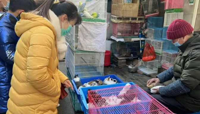 售价走高,销量翻倍!萌兔成宠物市场顶流 售价走高,销量翻倍!萌兔成宠物市场顶流