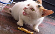 猫咪刚吃完就吐了是为什么啊