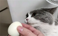 猫能吃鸡蛋白吗