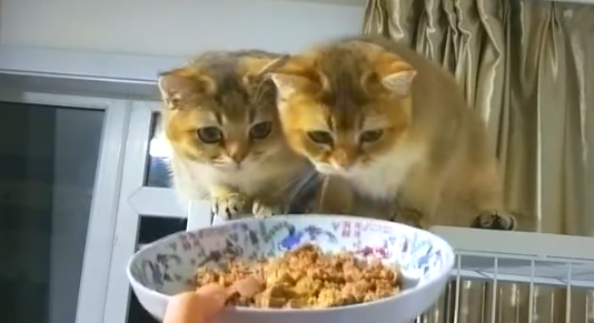 猫可以吃鸡肝吗