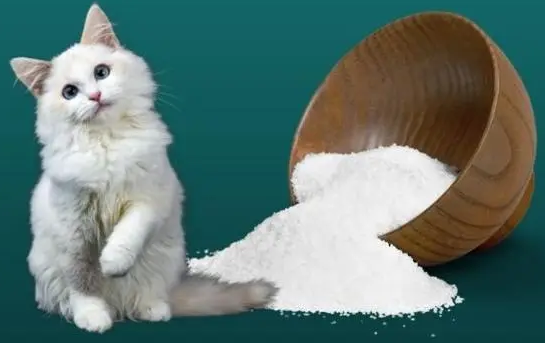 猫可以吃盐吗