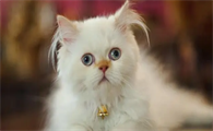 猫为什么会便血呢