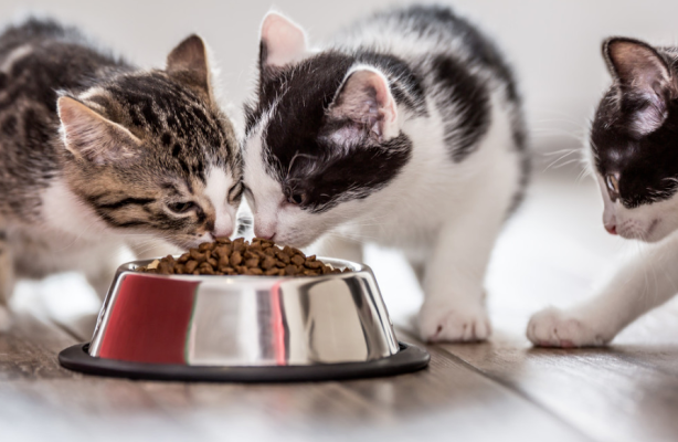 猫能吃狗粮应急吗