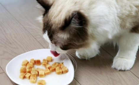猫最喜欢吃什么