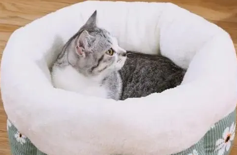 猫怎么才能睡窝