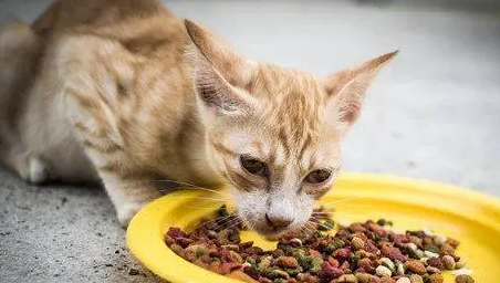 猫咪能吃什么