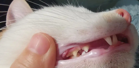 猫咪多大换牙