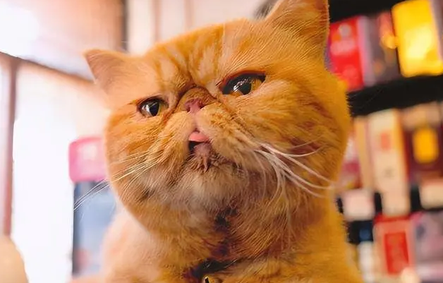 加菲猫好养吗