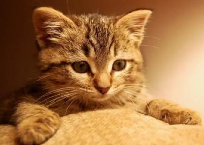 猫能活多少年
