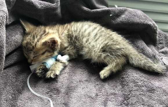 猫瘟初期最明显的症状 猫瘟初期最明显的症状