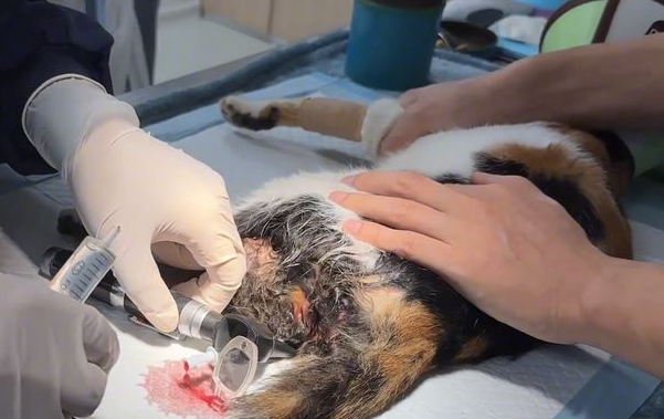被车碾压的流浪猫，竟主动跳进箱子求人带走