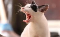 猫干咳是什么原因导致的