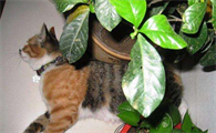 绿萝对猫有毒吗