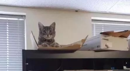 差点丧命的流浪猫,竟谋得长期饭票 差点丧命的流浪猫,竟谋得长期饭票